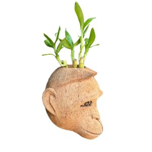 monkey hanging planter – eco friendly creative desk organizer & succulent pot | natural home decor from kerala single coconut | unique indoor.