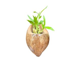 rare handcrafted coconut husk wall hanging planter